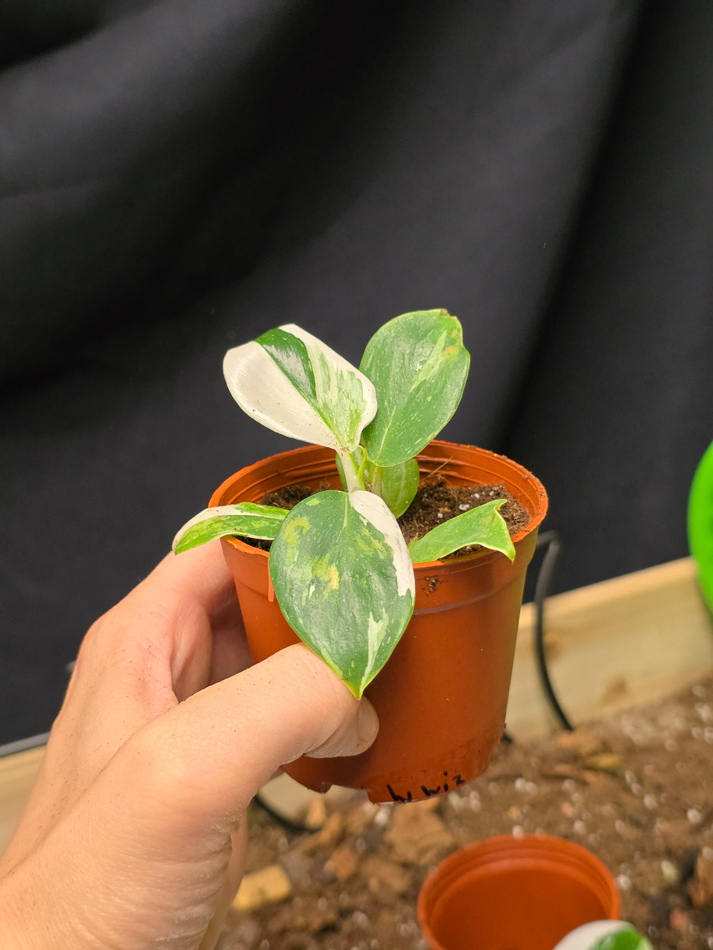 Philodendron White Wizard