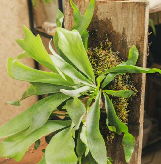 Staghorn Fern