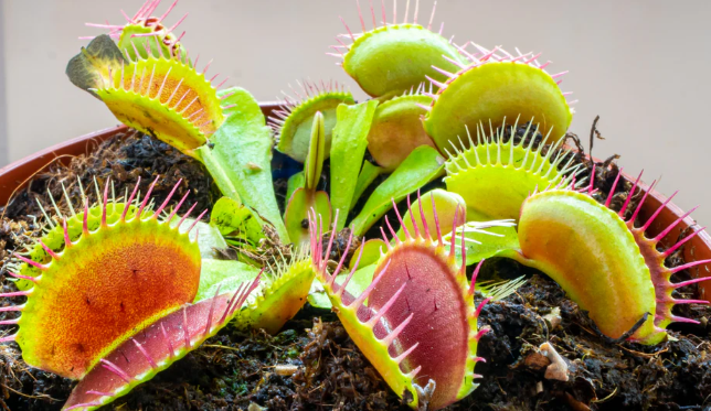 Venus Fly Trap