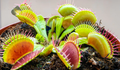 Venus Fly Trap