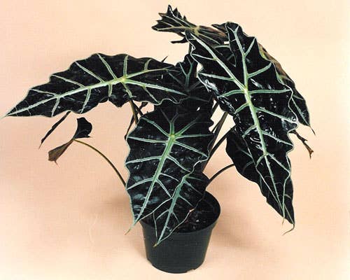 Alocasia Polly