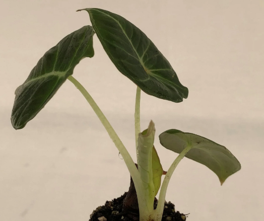 Alocasia Black Velvet