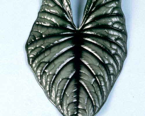 Alocasia Nebula Imperialis