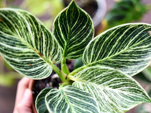 Philodendron Birkin