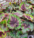 Begonia Macarena